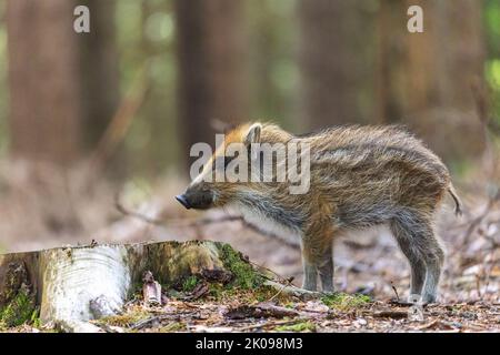 Seitenansicht Porträt von jungen Wildschweinen im Wald. Horizontal. Stockfoto