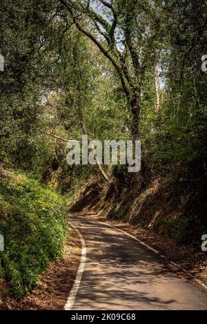 Schmale Asphaltstraße, die von Pesaro zum Monte San Bartolo führt, unter einem Dach von Bäumen Stockfoto