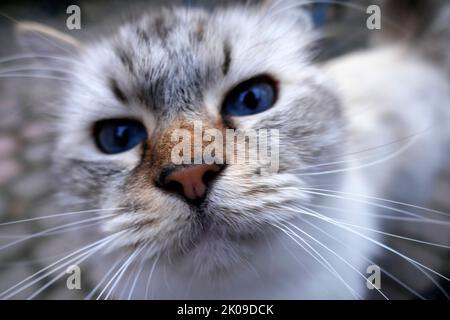 Die Augen einer neugierigen Ragdoll-Katze. Dies ist eine Rasse mit einem ausgeprägten farbpunktfarbenen Fell und blauen Augen. Stockfoto