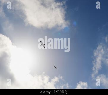 Heringsmöwe in weißer Farbe, unter dem Bild. Möwen öffnen Flügel fliegen auf dem Hintergrund des hellblauen Himmels mit Wolken. Stockfoto