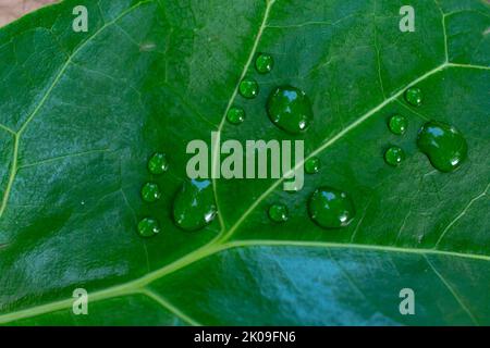 Fußabdrücke mit Wassertropfen auf einer Blattstruktur. Carbon-Fußdruck-Konzept. Stockfoto