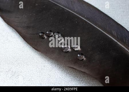 Wassertropfen auf eine schwarze Feder, weicher Fokus aus nächster Nähe Stockfoto