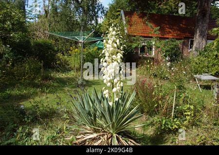 Weiß blühender Yucca gloriosa 'Variegata', ein vielbunter spanischer Dolch in einem holländischen Garten. September, Sommer Stockfoto