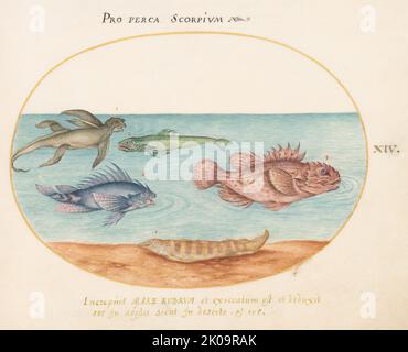 Animalia Aqvatilia et Cochiliata (Aqva): Tafel XIV, c. 1575/1580. Stockfoto
