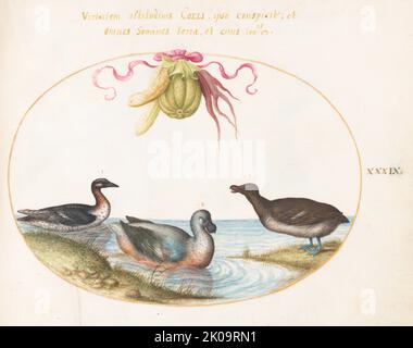 Animalia Volatilia et Amphija (Aier): Platte XXXIX, c. 1575/1580. Stockfoto