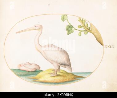 Animalia Volatilia et Amphija (Aier): Platte XXII, c. 1575/1580. Stockfoto