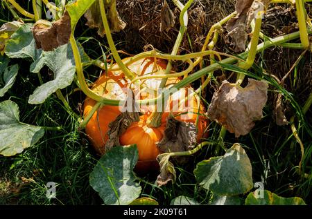 Großer orangefarbener Kürbis, der an einem sonnigen Sommertag im Garten wächst Stockfoto