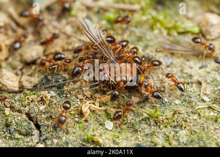 Die Arbeiter der verrückten Ameise (Nylanderia flavipes) schwärmen über eine tote Fliege. Stockfoto