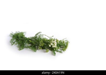 Heilpflanze Schafgarbe mit Blättern, weißen Blüten und Knospen auf weißem Hintergrund. Stockfoto