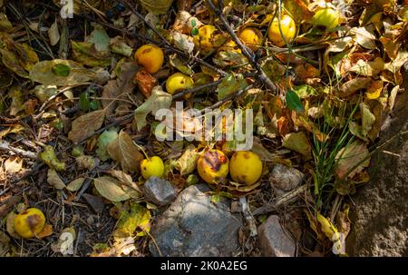 Gefallene verfaulte gelbe Äpfel in Blättern auf den Boden. Stockfoto