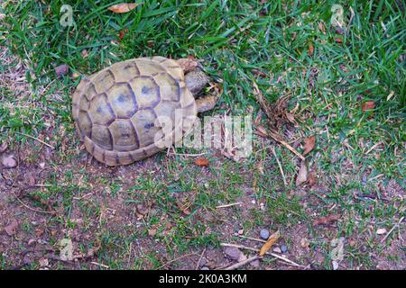 Europäische Landschildkröte bewegt Land in der Nähe von Gras Stockfoto