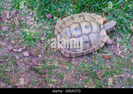 Europäische Landschildkröte bewegt Land in der Nähe von Gras Stockfoto