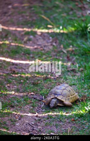 Europäische Landschildkröte bewegt Land in der Nähe von Gras Stockfoto