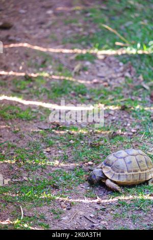 Europäische Landschildkröte bewegt Land in der Nähe von Gras Stockfoto