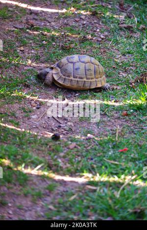 Europäische Landschildkröte bewegt Land in der Nähe von Gras Stockfoto