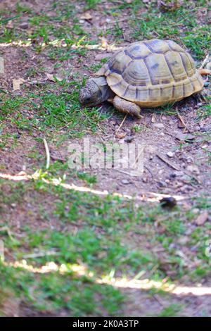 Europäische Landschildkröte bewegt Land in der Nähe von Gras Stockfoto