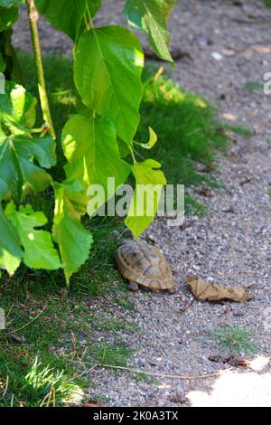 Europäische Landschildkröte bewegt Land in der Nähe von Gras Stockfoto