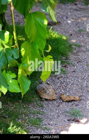 Europäische Landschildkröte bewegt Land in der Nähe von Gras Stockfoto