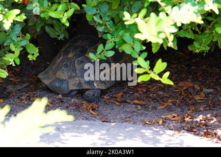 Europäische Landschildkröte versteckt sich an einem sonnigen Tag im Schatten eines Baumes Stockfoto