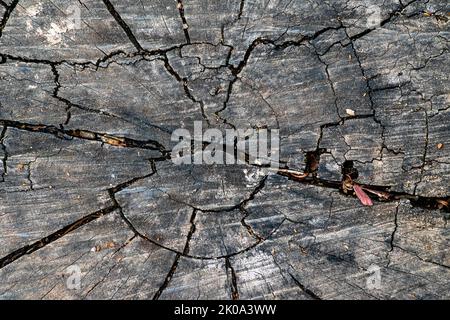 Verbrannte und geschnittene Baumstammmuster auf der Oberfläche mit kohlenschwarzer Farbe und Rissen als Hintergrund. Stockfoto