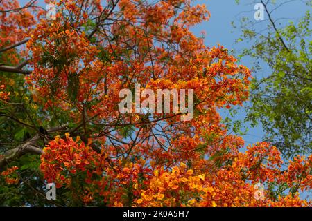 Bunte Blumen des Gulmohar-Baumes blühten, der den Baum bedeckt. Diese Pflanze ist auch als königliche poinciana, Mayflower, extravagant, Pfau, Flamme tr bekannt Stockfoto