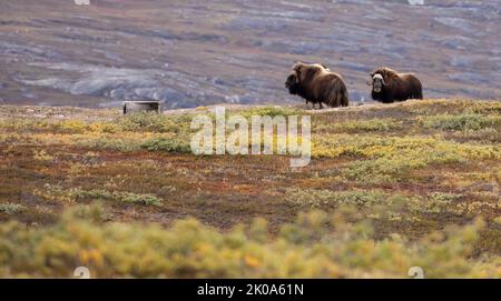 Muskox in der Tundra in Kangerlussuaq, Grönland. Stockfoto