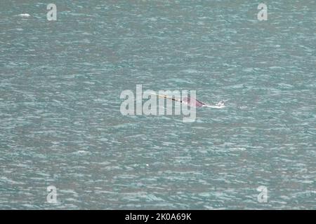 Profilporträt eines männlichen Narwals mit Stoßzahn oder Zahn, der in Buchan Gulf, Baffin Island, Nunavut, Kanada, schwimmt. Stockfoto