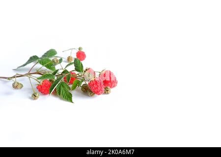 Himbeerzweig mit Blättern und Beeren auf weißem Hintergrund. Leckere und gesunde Beeren auf weißem Hintergrund. Stockfoto