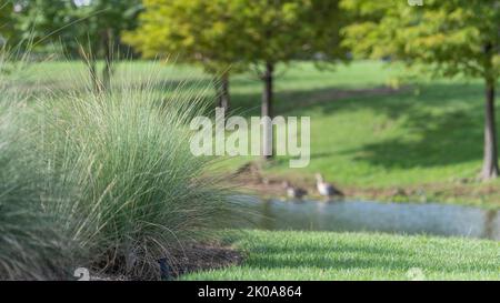 Konzentrieren Sie sich auf das Ziergras im Vordergrund. Der Hintergrund mit Zypressen, Enten und einem Teich ist verschwommen. Stockfoto