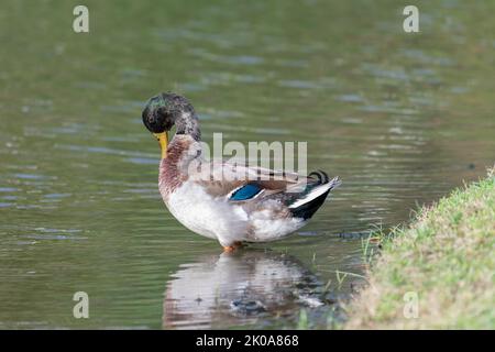 Eine Ente, die beim Reinigen der Federn auf der Brust gekrümmt ist, steht im seichten Wasser reflektiert. Stockfoto