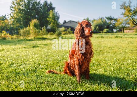 Der glückliche irische Setter-Hund sitzt auf einem grünen Naturrasen und blickt auf der Sommerwiese vor verschwommene Landschaften im Freien Stockfoto