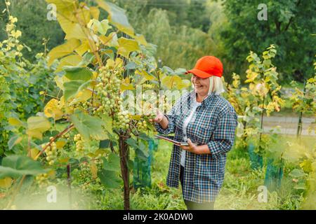 Ältere Frau Landwirt Winzer Überprüfung der Qualität der Trauben in Polen. Speicherplatz kopieren. Konzept für Landwirtschaft, Gartenbau und Weinherstellung. Stockfoto