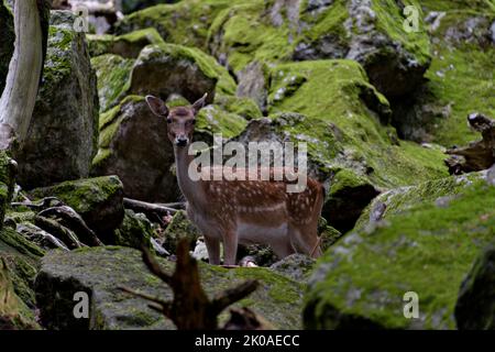 Hirsch, Cervus elaphus, Hirsch mit neuem Geweih, der in der Sommernatur vor der Kamera wächst. Warnung Herbivore von der Seitenansicht mit Kopierraum. Wildes Tier mit Stockfoto