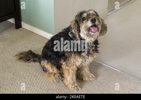Happy Tan und Black Dog blicken auf die Kamera Stockfoto
