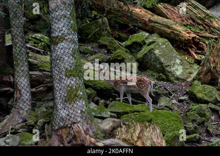 Süßes Rotwild, Cervus elaphus, Hintern und Rehkitz in der Natur, die beiseite schaut. Stockfoto