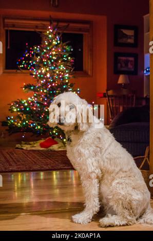 Golden Labradoodle sitzt vor einem Weihnachtsbaum Stockfoto
