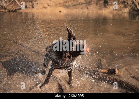 Nasser Hund schüttelt sein nasses Fell und macht ein lustiges Gesicht - Labrador Stockfoto