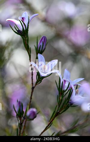 Hellviolette Blüten und gestreifte Knospen der australischen einheimischen Wachsblume Philotheca salsolifolia, Familie Rutaceae, die in der Sandsteinheide von Sydney wächst Stockfoto