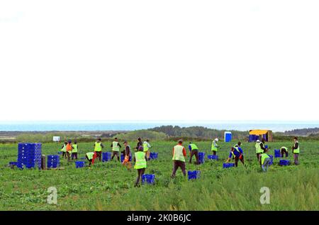 Immigrant, beiläufig, landwirtschaftlich, Arbeit, Arbeiter, Spargelfeld, Ernte, Thornham, Norfolk, England Stockfoto