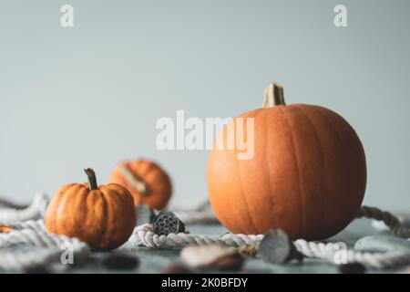 Herbstliche Stillleben-Komposition mit trockenen Blütenschoten auf schlichtem blauen Hintergrund Stockfoto