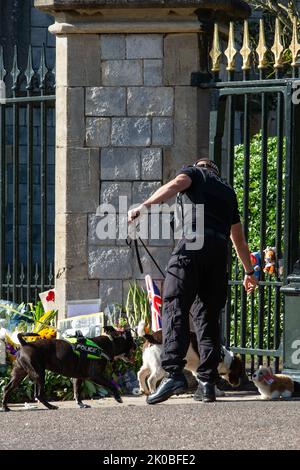 Windsor, Großbritannien. 10.. September 2022. Polizeihunde untersuchen einen Spielzeug-Corgi-Hund zusammen mit Blumengedenken, die in Erinnerung an Königin Elizabeth II. Vor dem Cambridge Gate im Schloss Windsor hinterlassen wurden, bevor der Prinz und die Prinzessin von Wales und der Herzog und Herzogin von Sussex einen Rundgang durch die Stadt machen. Königin Elizabeth II., die dienstälteste Monarchin Großbritanniens, starb am 8.. September 2022 in Balmoral im Alter von 96 Jahren nach einer Regierungszeit von 70 Jahren. Kredit: Mark Kerrison/Alamy Live Nachrichten Stockfoto