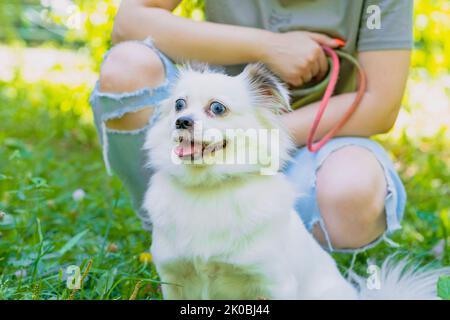 Ein flauschiger weißer Hund in der Nähe mit einer unkenntlichen Frau, die auf der Straße hockt. Halbbrüter spitz schaut sich um und entspannt sich im grünen Gras Stockfoto