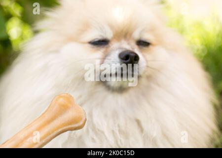 Leckereien für Tiere. Der pingelige Hund will nicht essen. Knochen auf unscharfem Hintergrund. Stockfoto