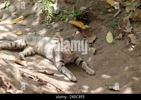 Nahaufnahme einer Katze, die im Garten unter dem Schatten der Bäume sitzt, Rajasthan Indien Stockfoto