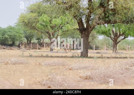 Nahaufnahme von Kamelen, die Blätter von Baumzweigen auf dem Feld fressen, die Blätter von Baumzweigen fressen, Rajasthan Indien Stockfoto