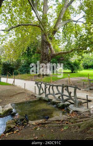 Eine der alten Platanen, die auf dem Square des Batignolles, einem 4 Hektar großen Park im Pariser Arrondissement von 17., gepflanzt wurden. Stockfoto