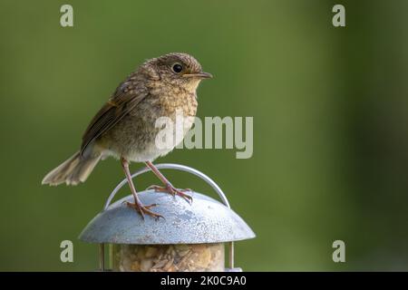 Jungtier Robin [ Erithacus rubecula ] auf dem Gartensamenfutter Stockfoto