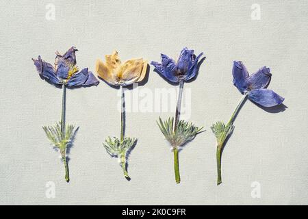 Gepresstes getrocknetes Wildblüten-Muster. Herbarium, Scrapbooking oder Floristik Sammlung. Stockfoto