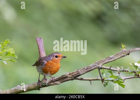 Eurasischer Robin [ Erithacus rubecula ] auf Stock mit aufrechtem Schwanz Stockfoto