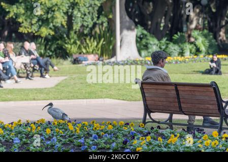 Ein australischer weißer Ibis (Threskiornis moluccus), der während der Mittagszeit an einem sonnigen Wintertag in Sydney, Australien, in der Nähe der Menschen im Hyde Park läuft Stockfoto